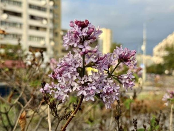 В Киеве зацвела сирень/фото из открытых источников