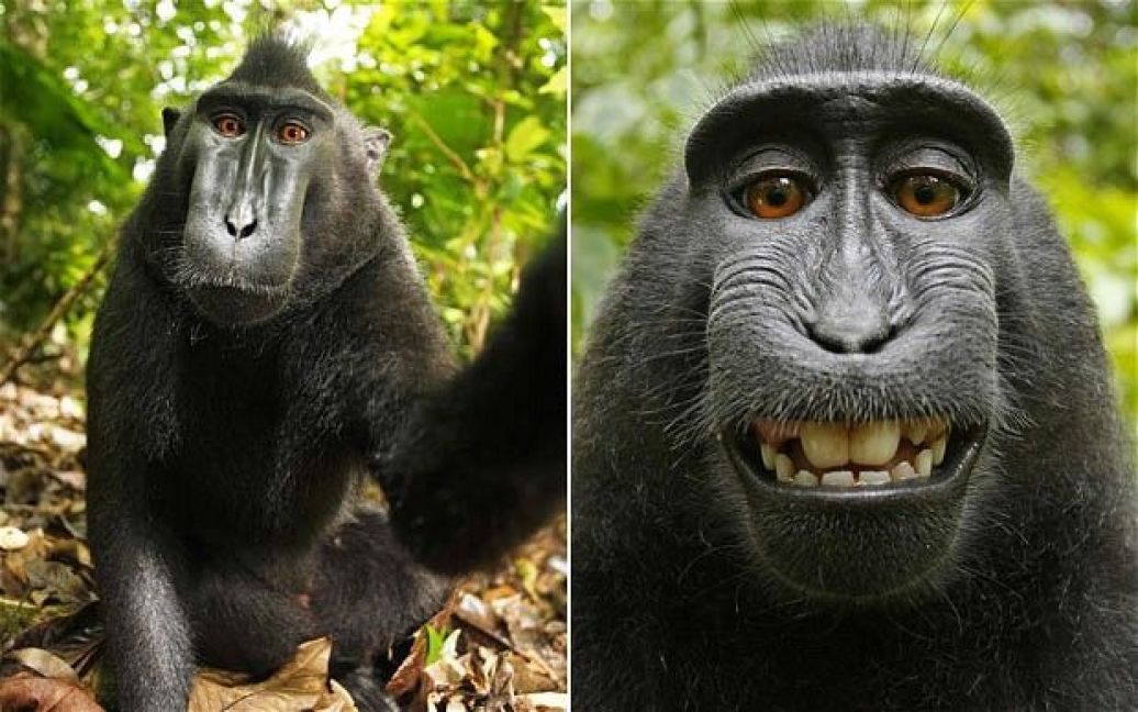 Макака викрала камеру і влаштувала собі фотосесію в джунглях / © Daily Telegraph