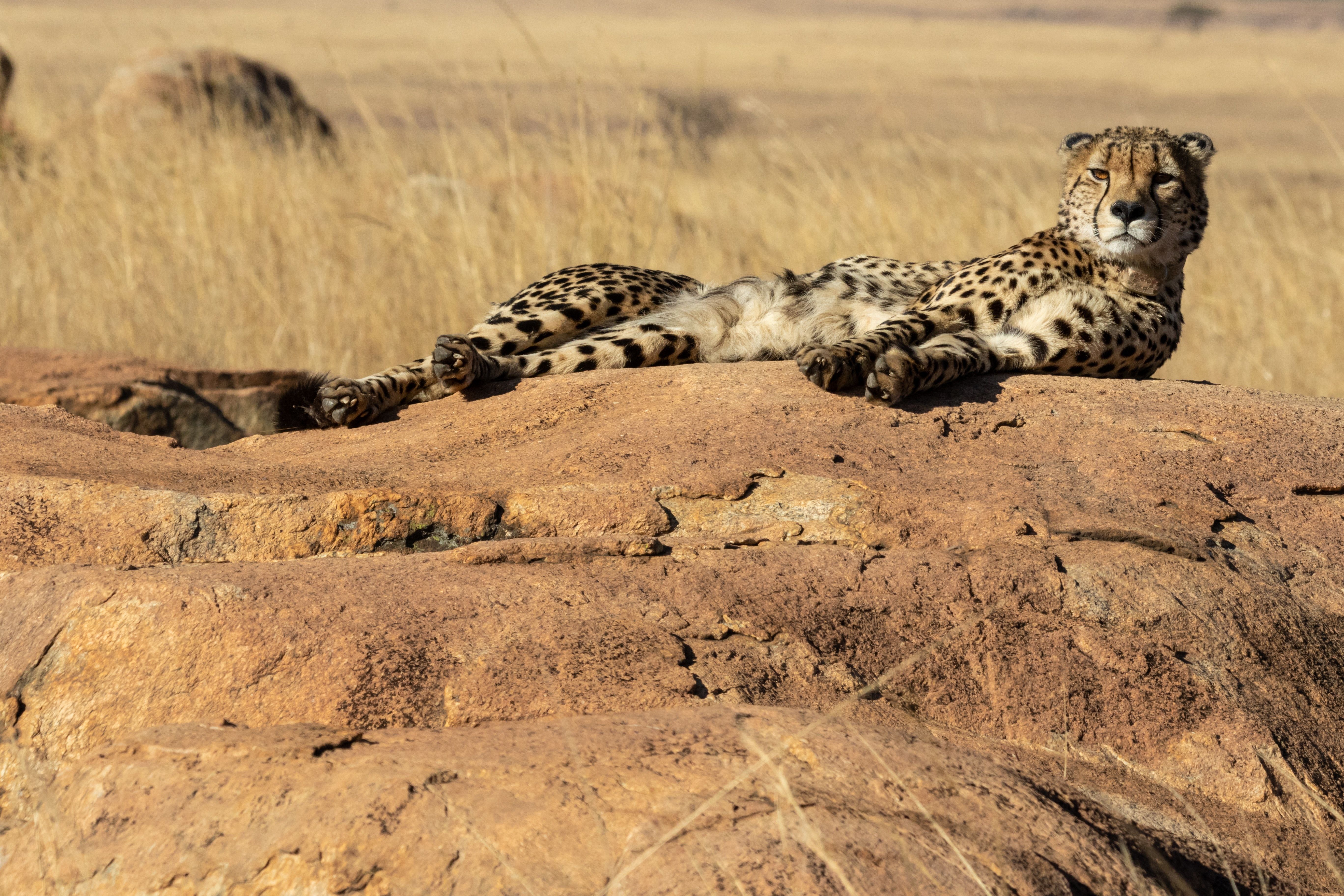 4 декабря - Международный день гепардов / © Pexels