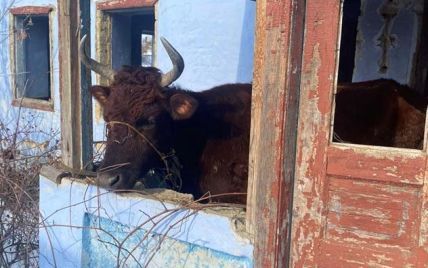 Удерживал коров на морозе и не кормил: в Одесской области мужчина издевался над животными (фото)
