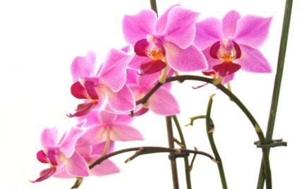 Чому опадають квіти орхідеї і як врятувати екзотичну рослину