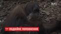 У бельгійському та німецькому зоопарках народилися малюки орангутанів