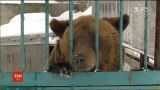 Житель Покровская за свой счет содержит брошенных медведей и львов