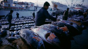 Ринок морепродуктів у Токіо_08