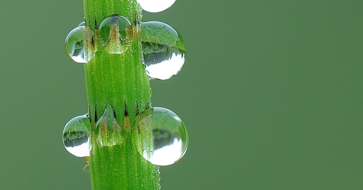 Хвощ. Фото: I, Luc Viatour/CC BY-SA 3.0