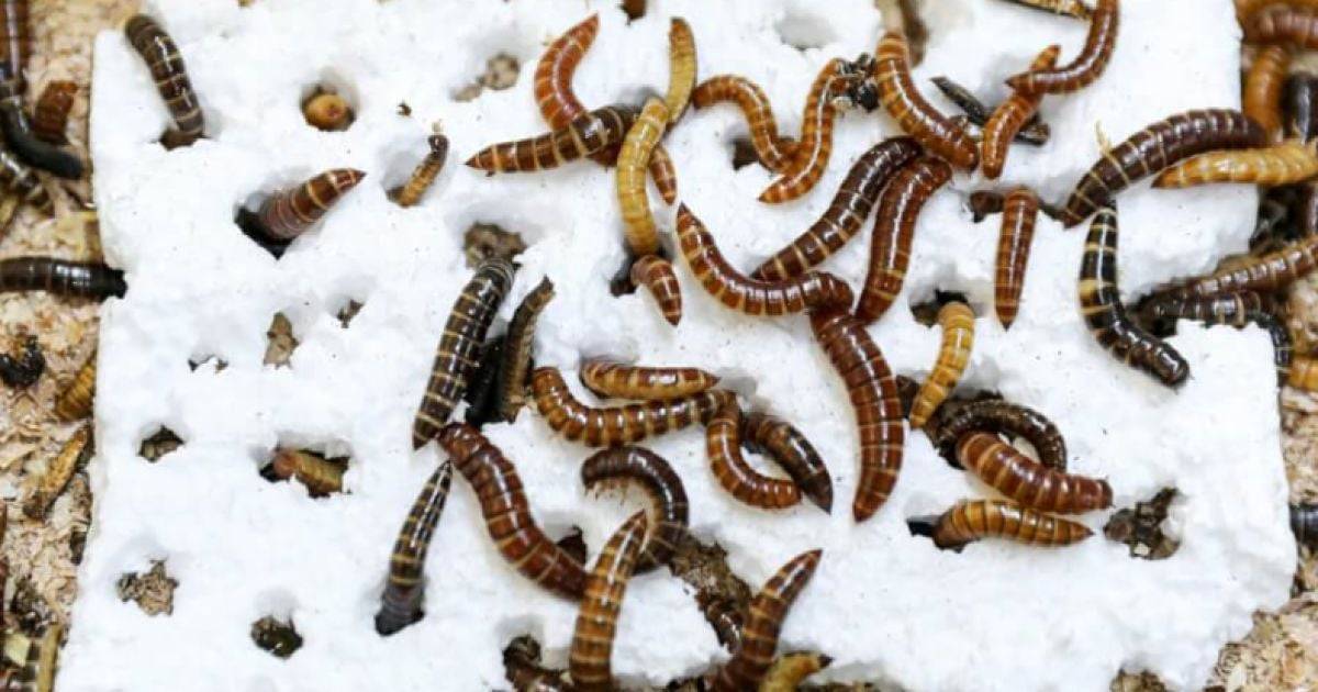 Личинки борошняного хруща