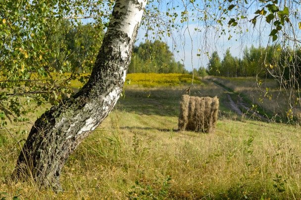 Народні прикмети 14 серпня / © pexels.com