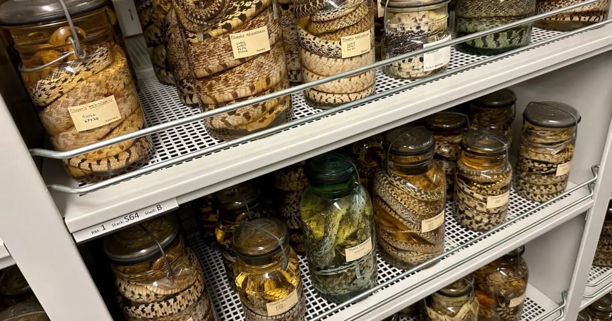 Найбільша колекція змій у світі / Фото: AP