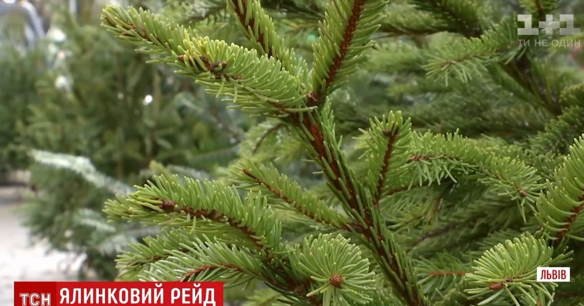 Понад 300 тисяч гривень знадобиться, щоб прибрати ялинкові "цвинтарі" у Києві