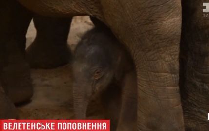 В бельгийском зоопарке под объективом видеокамер родился слоненок