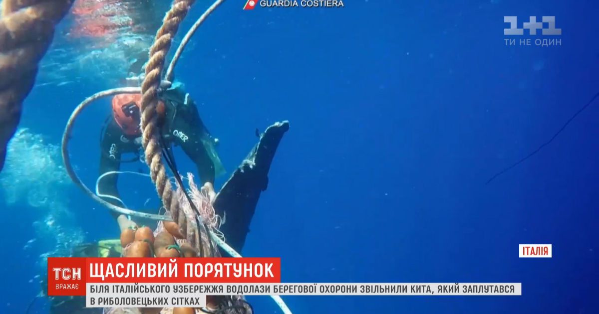 Спасение кита: итальянские спасатели освободили млекопитающего из рыболовецких сетей
