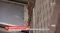 У Дніпрі бджоли окупували квартиру жительки спального району
