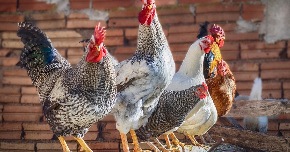 Чому в курнику постійно повинна бути тепла вода