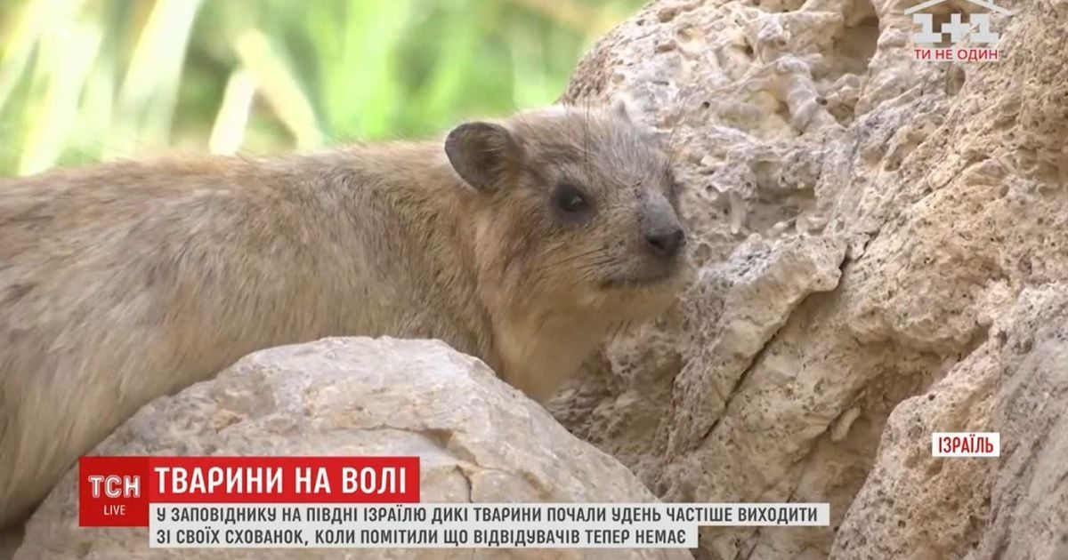 В Ізраїлі тварини "заволоділи" заповідником, до якого не пускають людей через карантин