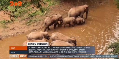 Зграя слонів-кочівників із Китаю повертається додому до провінції Юньнань
