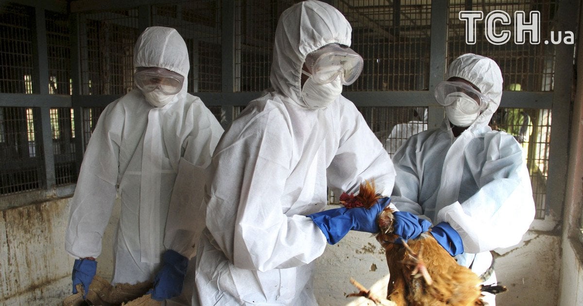 Птичий грипп