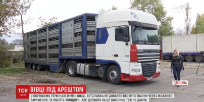 В Черноморском порту от голода и жажды умирают три сотни овец