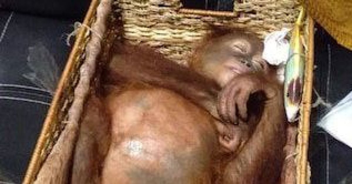 В Бали поймали россиянина, который пытался в корзине вывезти из страны орангутана