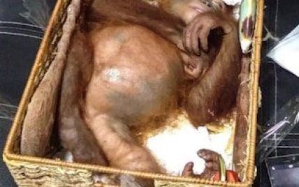 На Балі спіймали росіянина який, намагався в кошику вивезти з країни орангутана