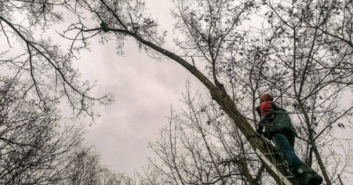 Під Києвом з аварійного дерева рятувальники знімали єнота