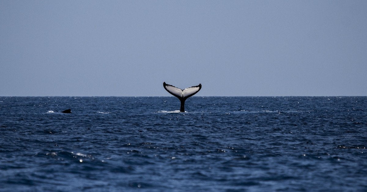 Гренландський кит "підказав" вченим, як продовжити людське життя — дослідження