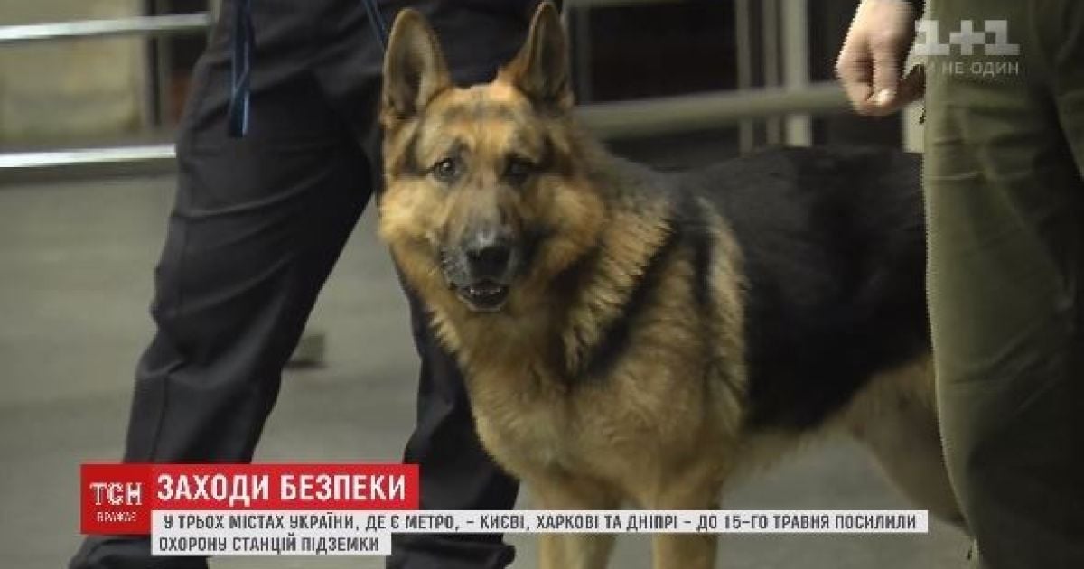 Нацгвардия, собаки и постоянные оговорки. В киевском метро усилили меры безопасности