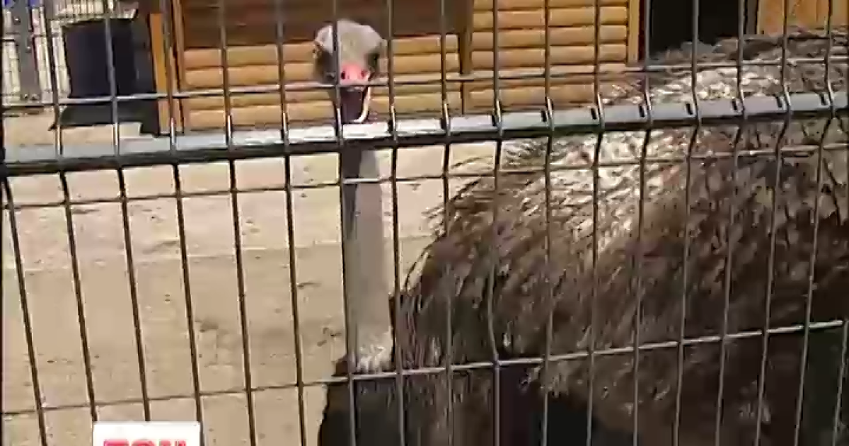 ТСН відвідала страусів Януковича