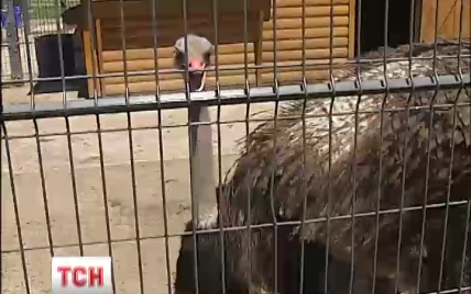 У страусов из Межигорья упала рождаемость после бегства Януковича