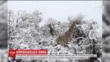В африканском природном заповеднике неожиданно выпал снег