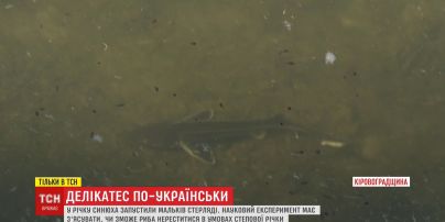 На Кіровоградщині у річку випустили мальків червонокнижної стерляді