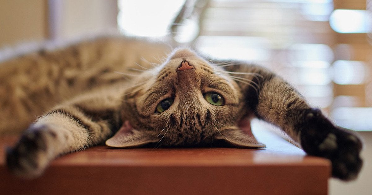 Як відучити кота лазити на стіл