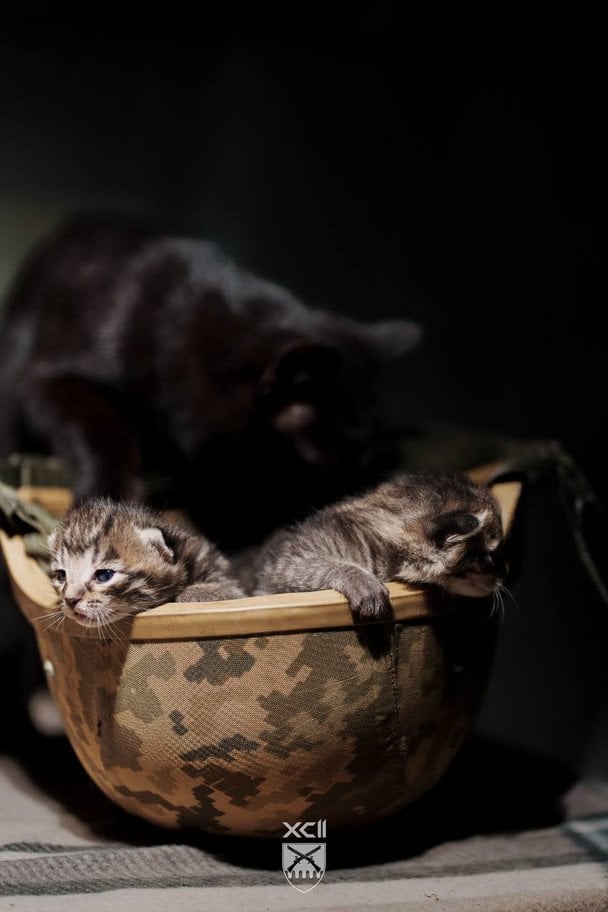 Котята в 92-й ОШБр / © соцмережі