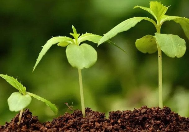 Стимулятори росту рослин — як зробити своїми руками