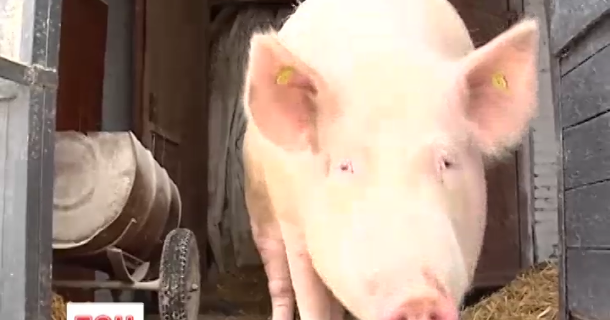 Иллюстрация. В пределах трехкилометровой карантинной зоны проводят дезинфекцию техники