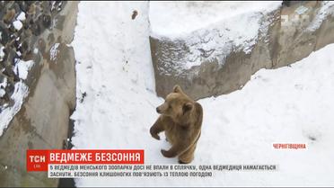 Ведмеже безсоння: у Менському зоопарку ведмеді досі не впали у сплячку