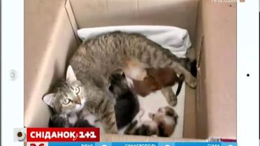 Добірка кумедного відео з інтернету