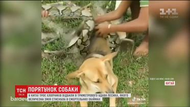 Спасение от смертельных объятий. В Китае дети отбили собаку в удава
