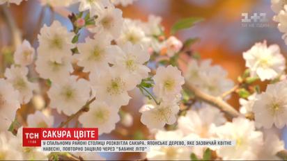 У Києві на бульварі Верховної Ради розквітла японська вишня
