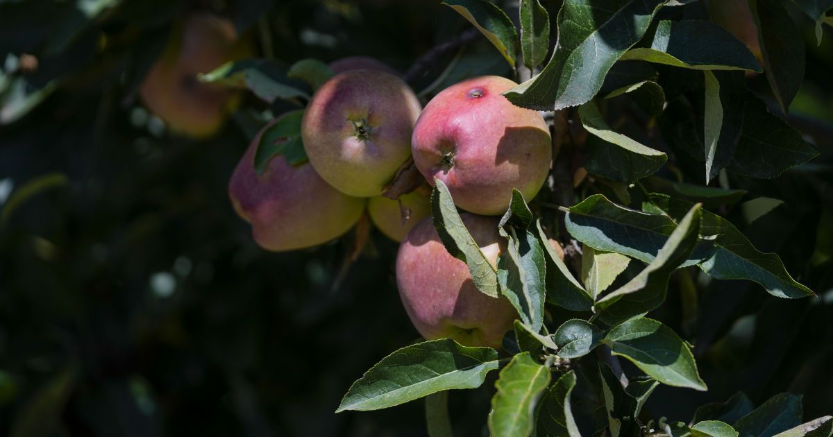 Фрукти впали у ціні