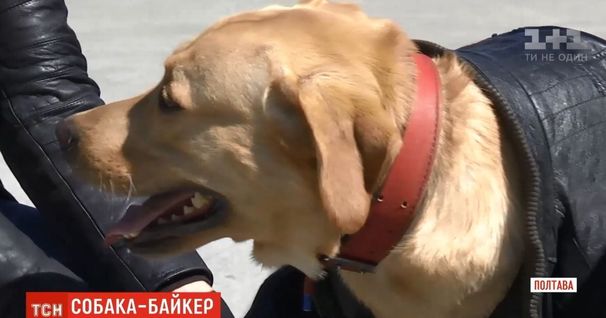 Местная звезда: лабрадор в Полтаве ездит на мотоцикле и ходит в туалет