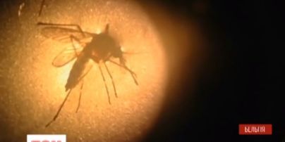 У Бельгії дослідники навчилися вбивати комарів страхом