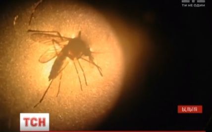 В Бельгии исследователи научились убивать комаров страхом