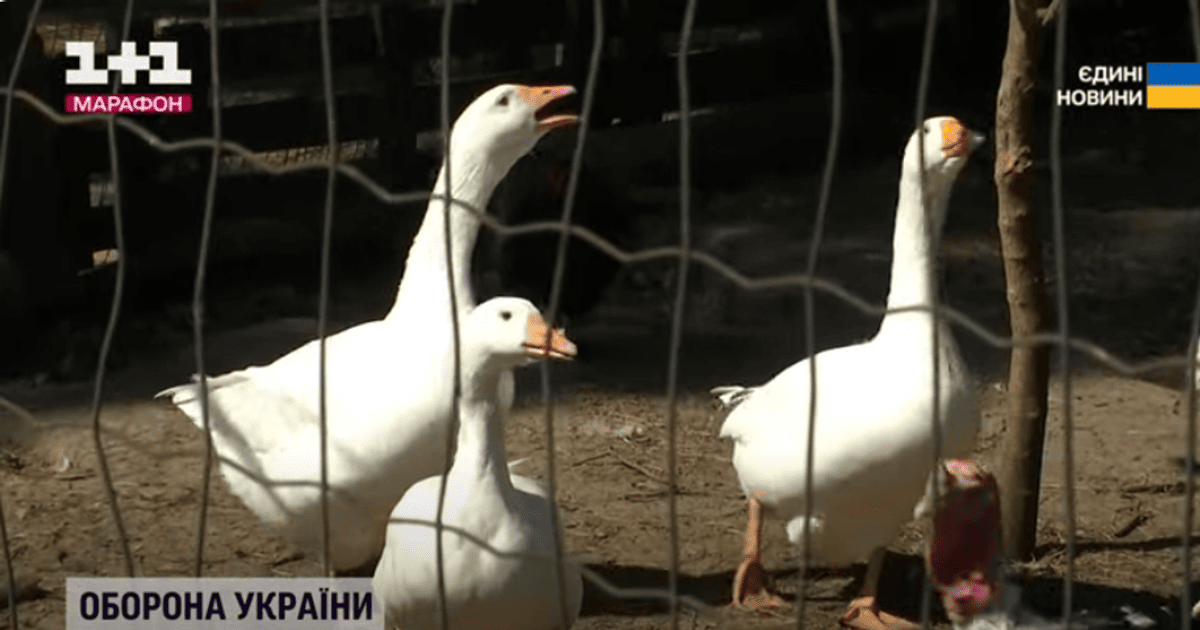 Під Києвом виявили спалах смертельної хвороби: людей закликають терміново звернутися до лікаря