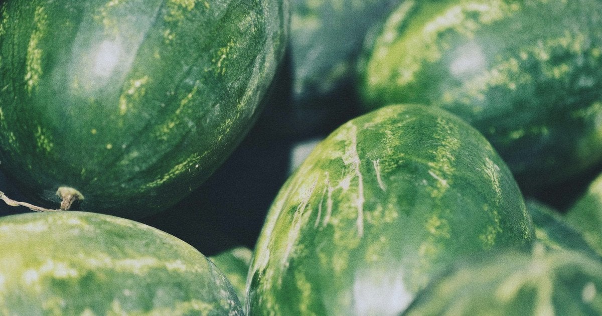 Як виростити кавуни на городі