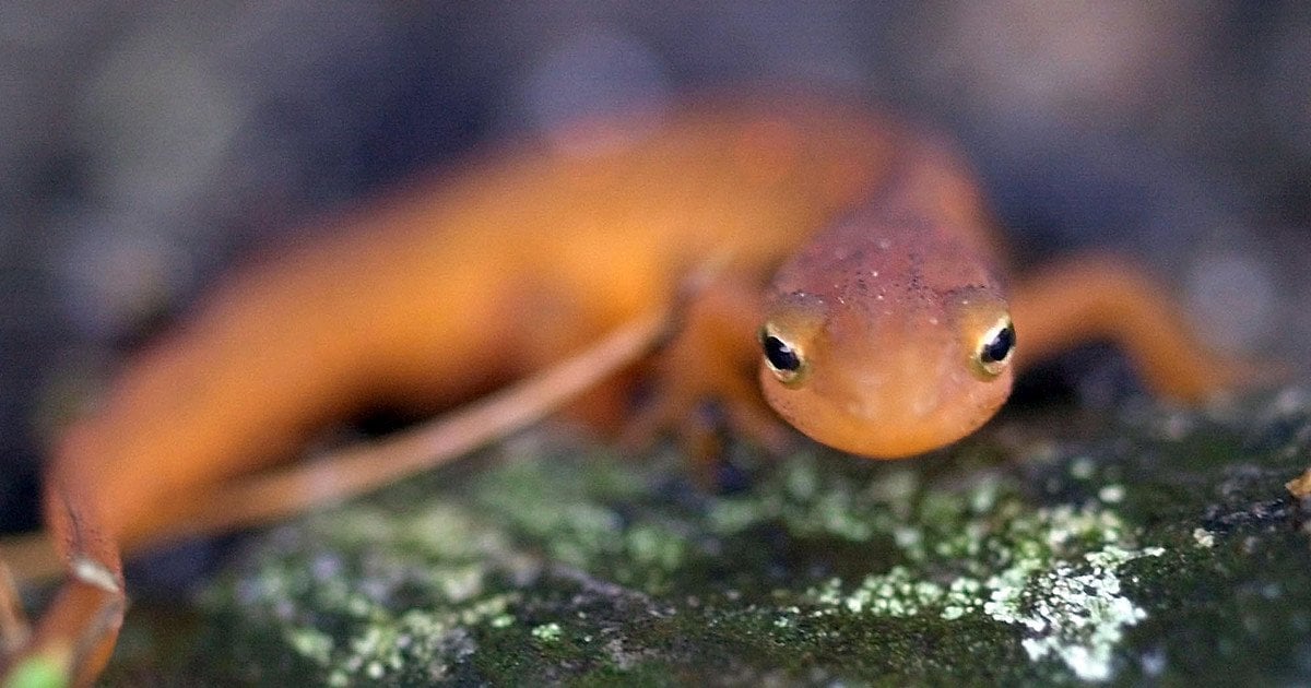Саламандра