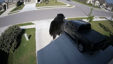 Хіт з хропіння чоловіка та горобець, який "плаває" у повітрі. Тренди Мережі