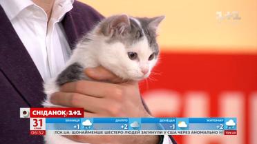 Котики Пуша та Мілк шукають господарів