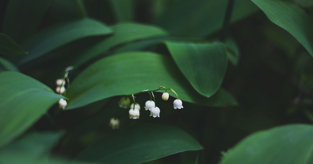 8 июня: интересные факты, народные обычаи и приметы