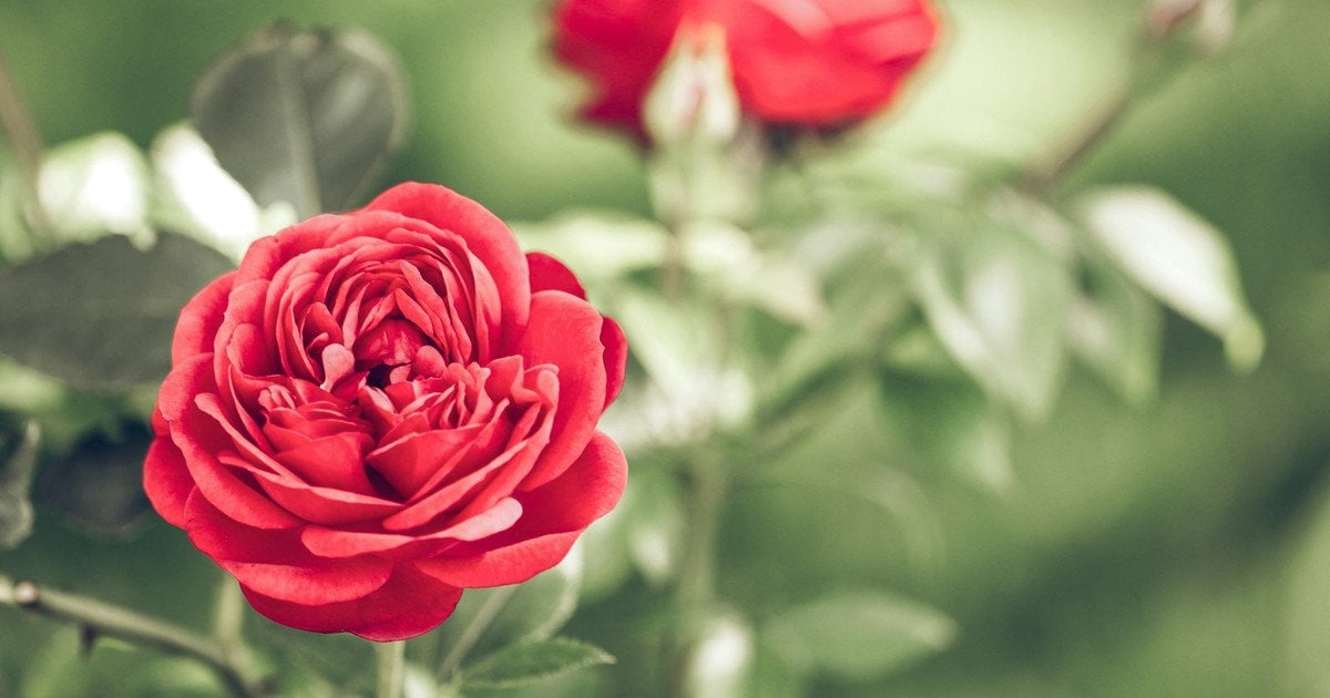 Що зробити з трояндами наприкінці жовтня, щоб побороти чорну плямистість