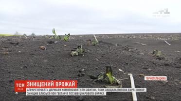 Аграрии просят государство компенсировать им убытки, которые нанесла пылевая буря в Тернопольской области